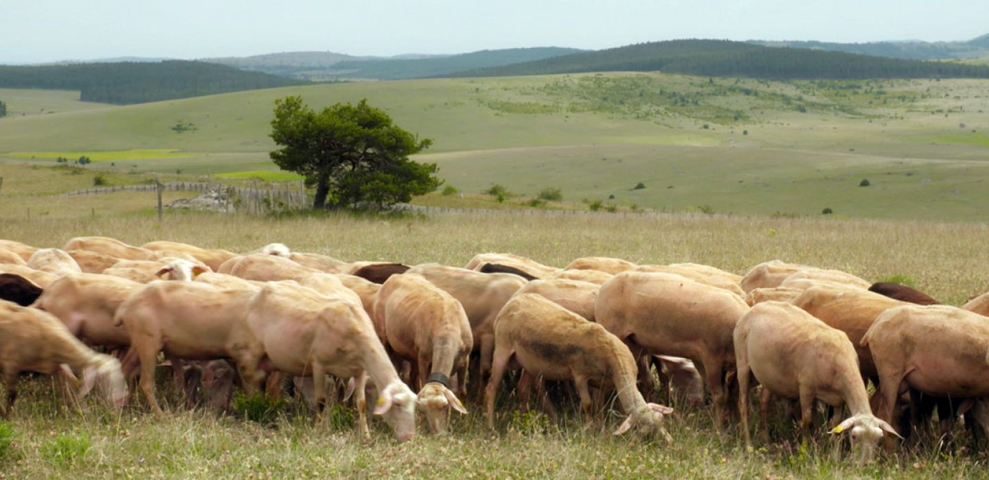 Causses brebis tetière