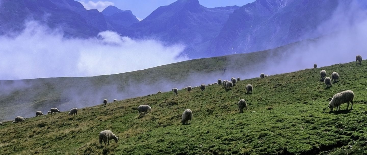 1440x570-bearnok