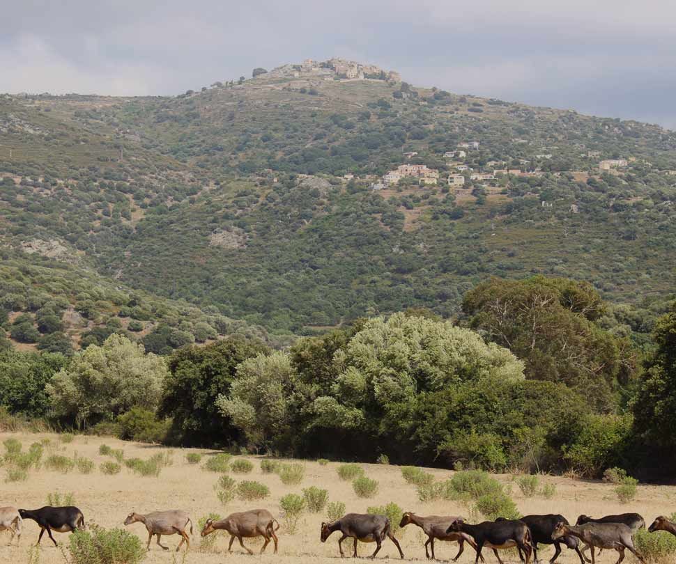 Emilien fromages Carnet Route Corse introduction