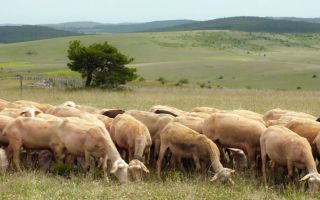 Causses brebis tetière