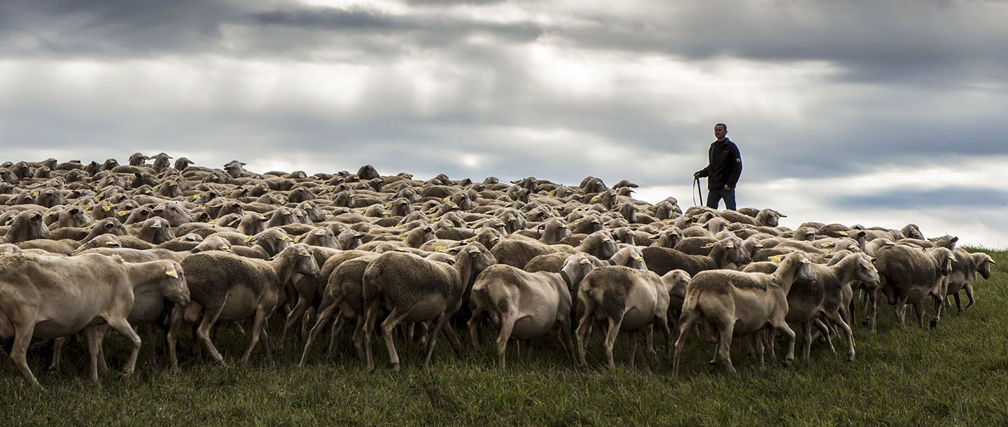 troupeau brebis - carnets de route