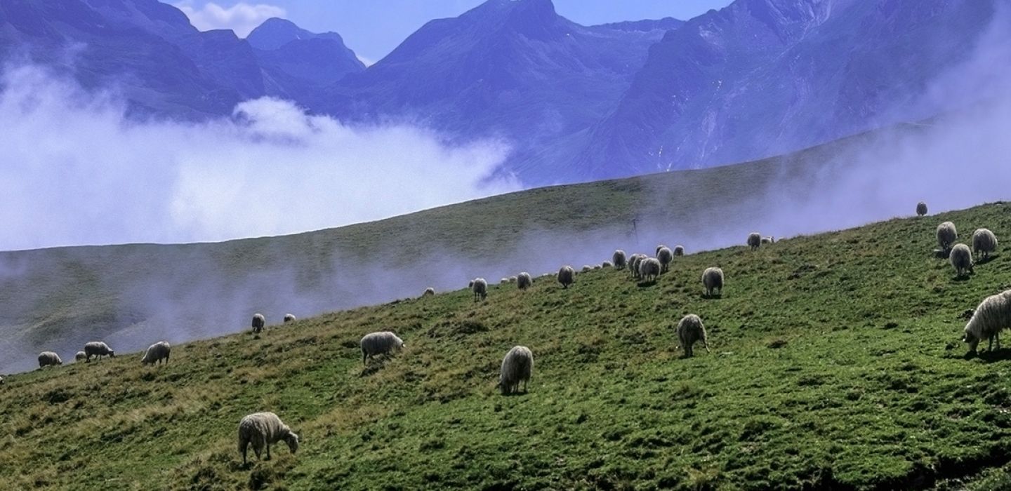 1440x570-bearnok