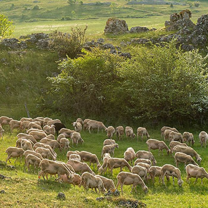 visuel brebis 580x415