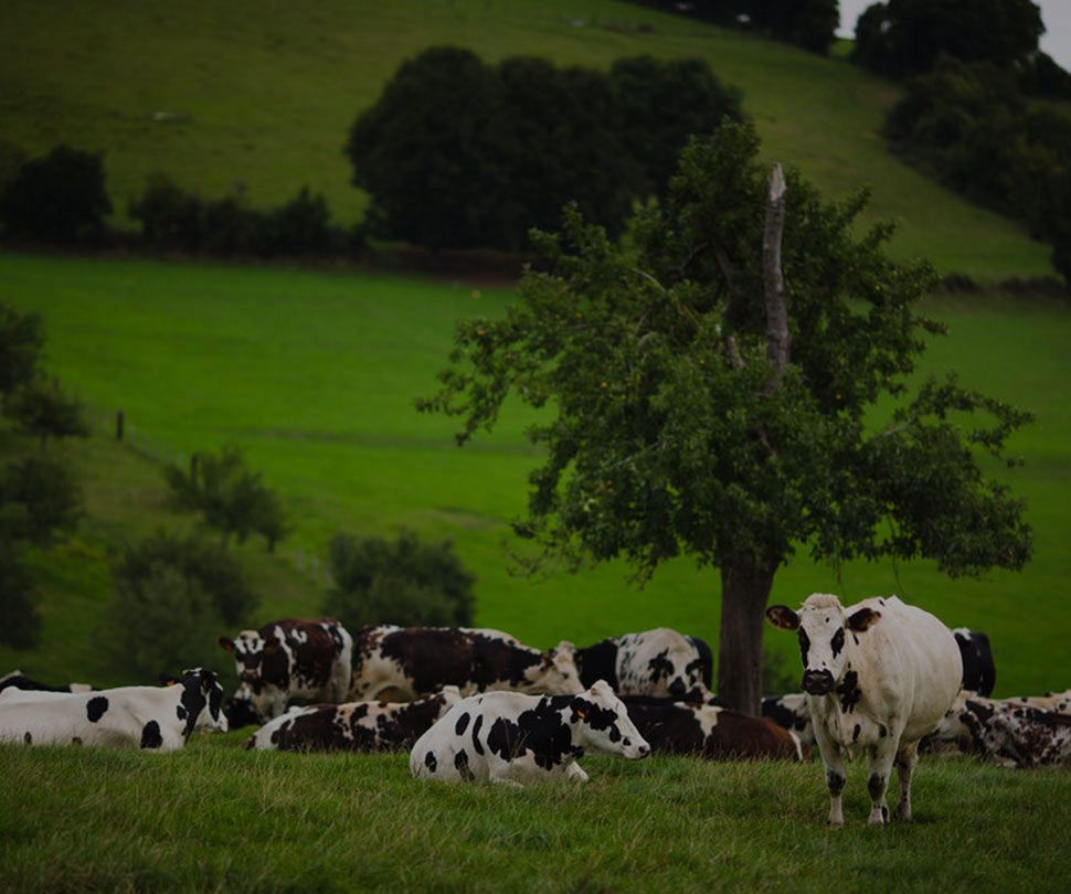 Vaches normandes - carnets de route-