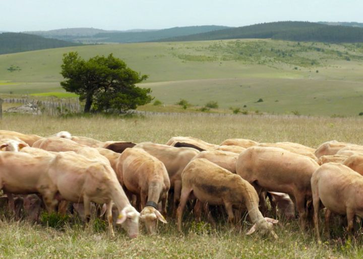 Causses brebis tetière