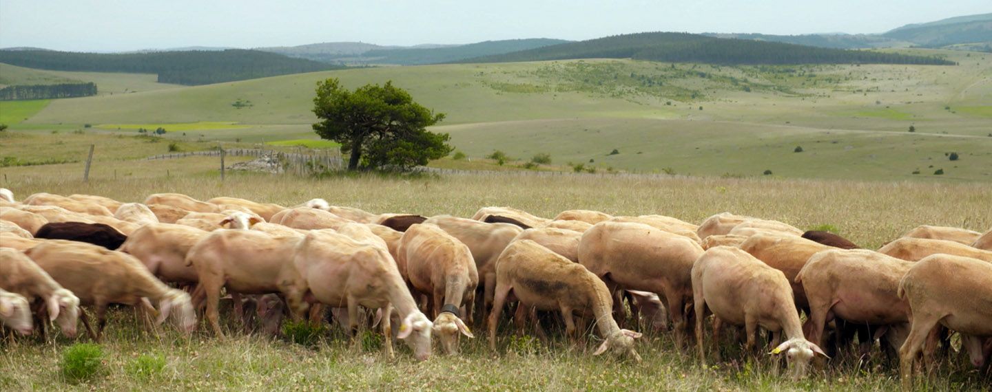 Causses brebis tetière