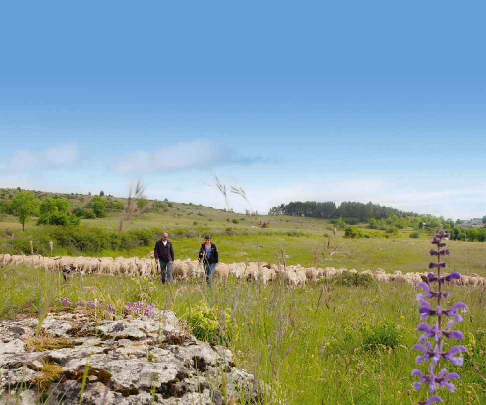 causses-berger-brebis-lou-perac