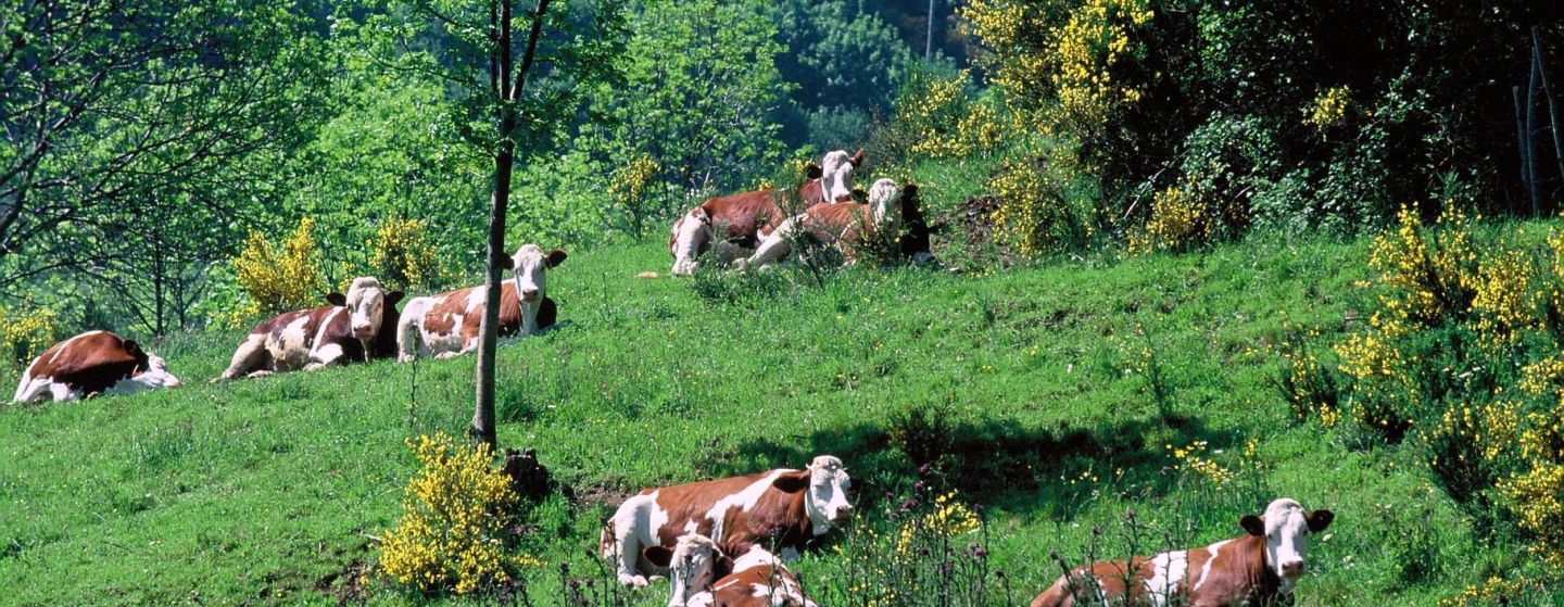 Photo-pont-de-la-pierre