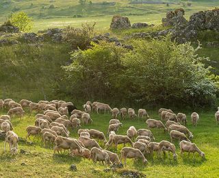 visuel brebis 580x415