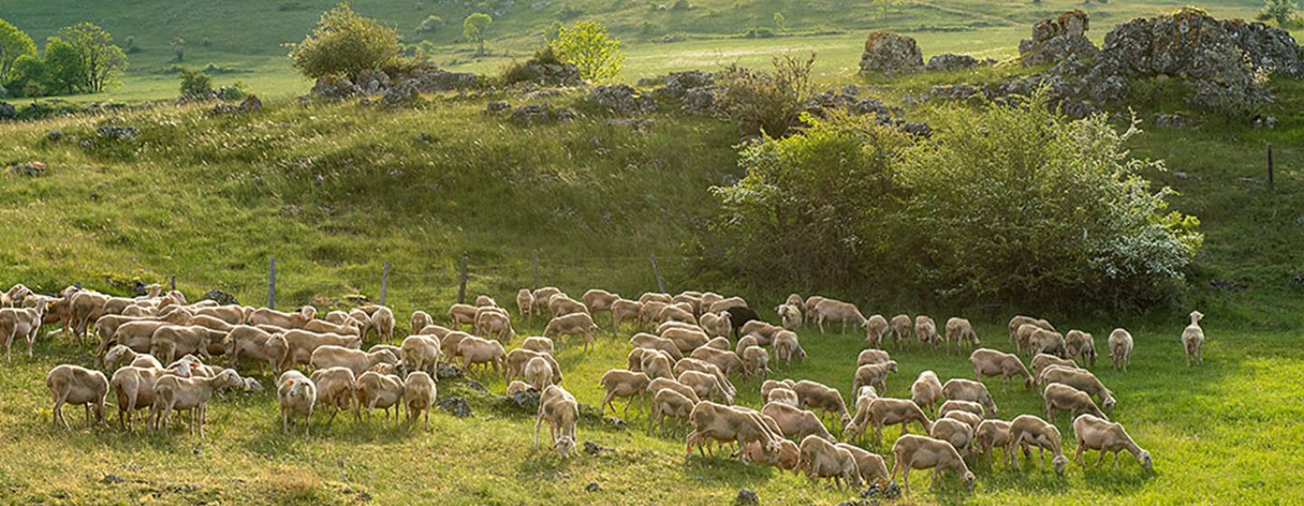 Fromagerie lou perac-les fromages d emilien2