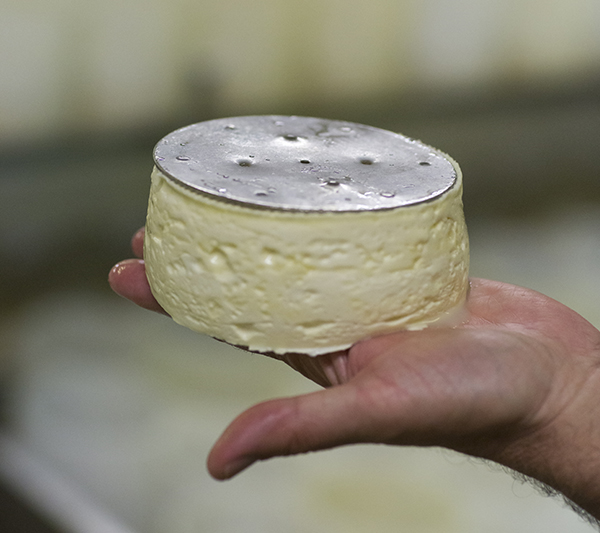 Le camembert - En savoir plus sur le camembert, origines et utilisation en  cuisine